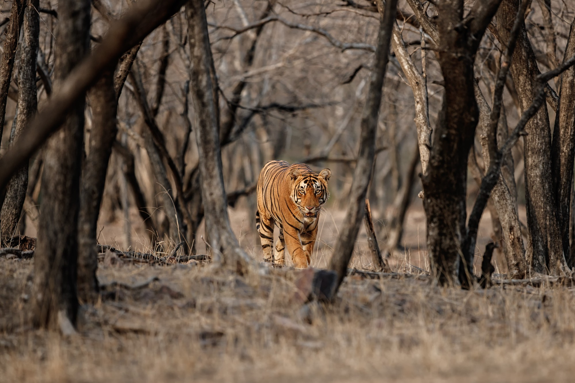 Wildlife Monitoring